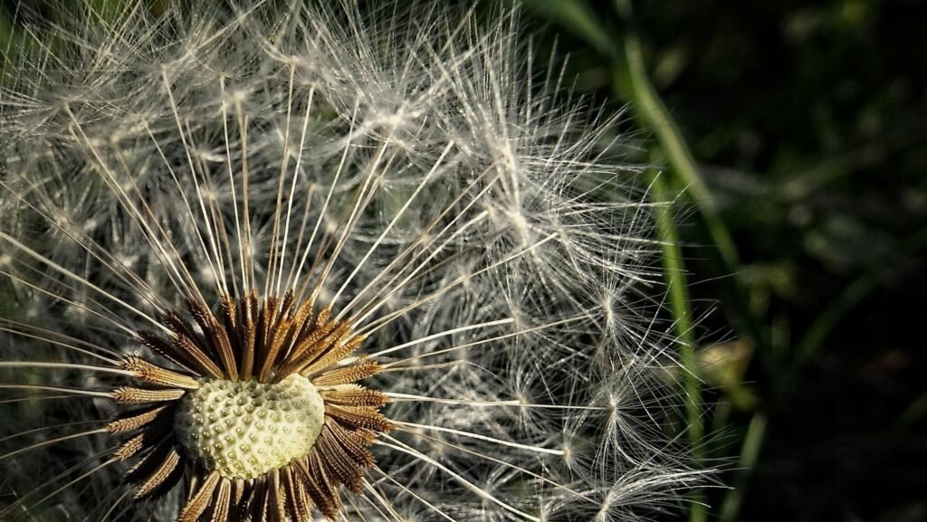 A detailed macro photograph showcasing the intricate beauty of a dandelion with seeds ready to disperse.