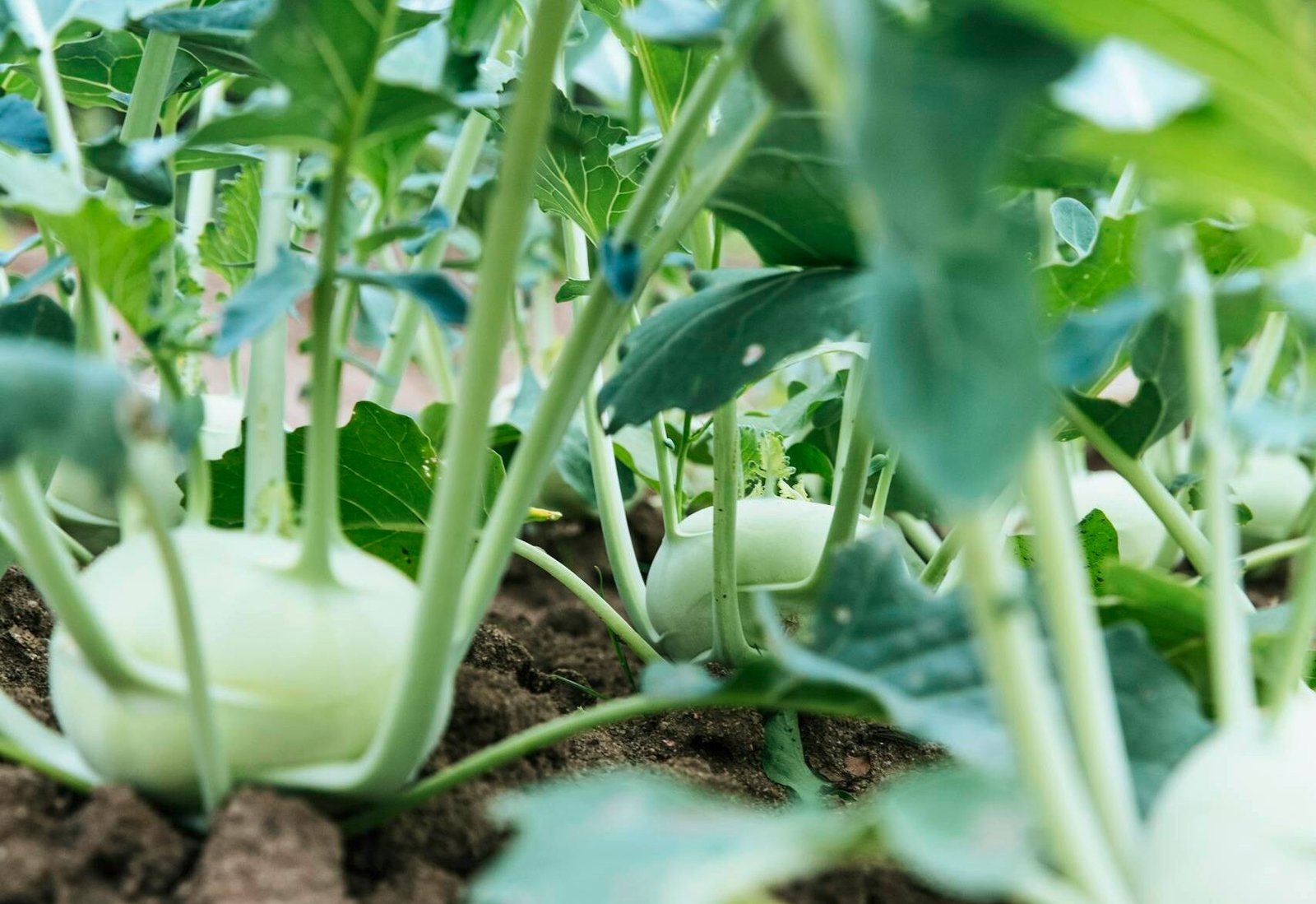 Close-up of organic kohlrabi plants growing in a garden. Vibrant and healthy.